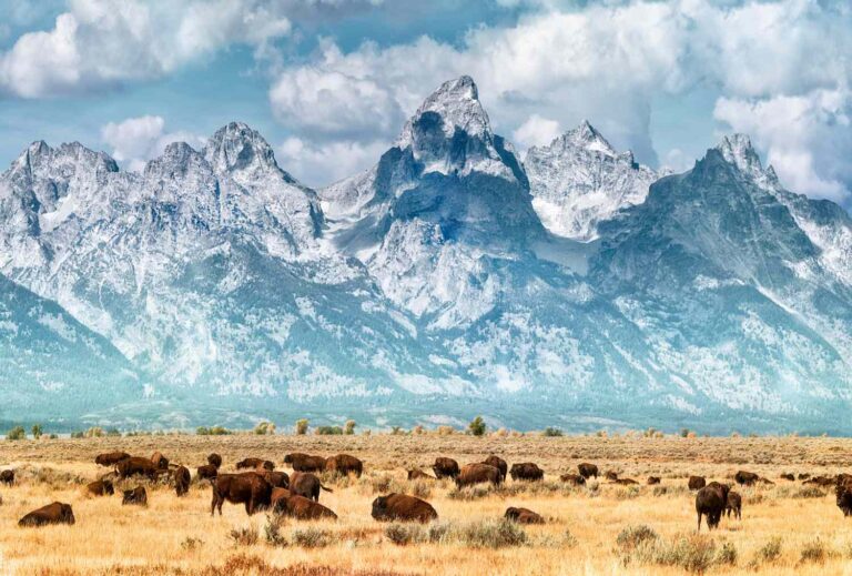 Top Safari Experiences America: A Strategic Audit of Wildlife Tourism